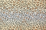 leopard_5